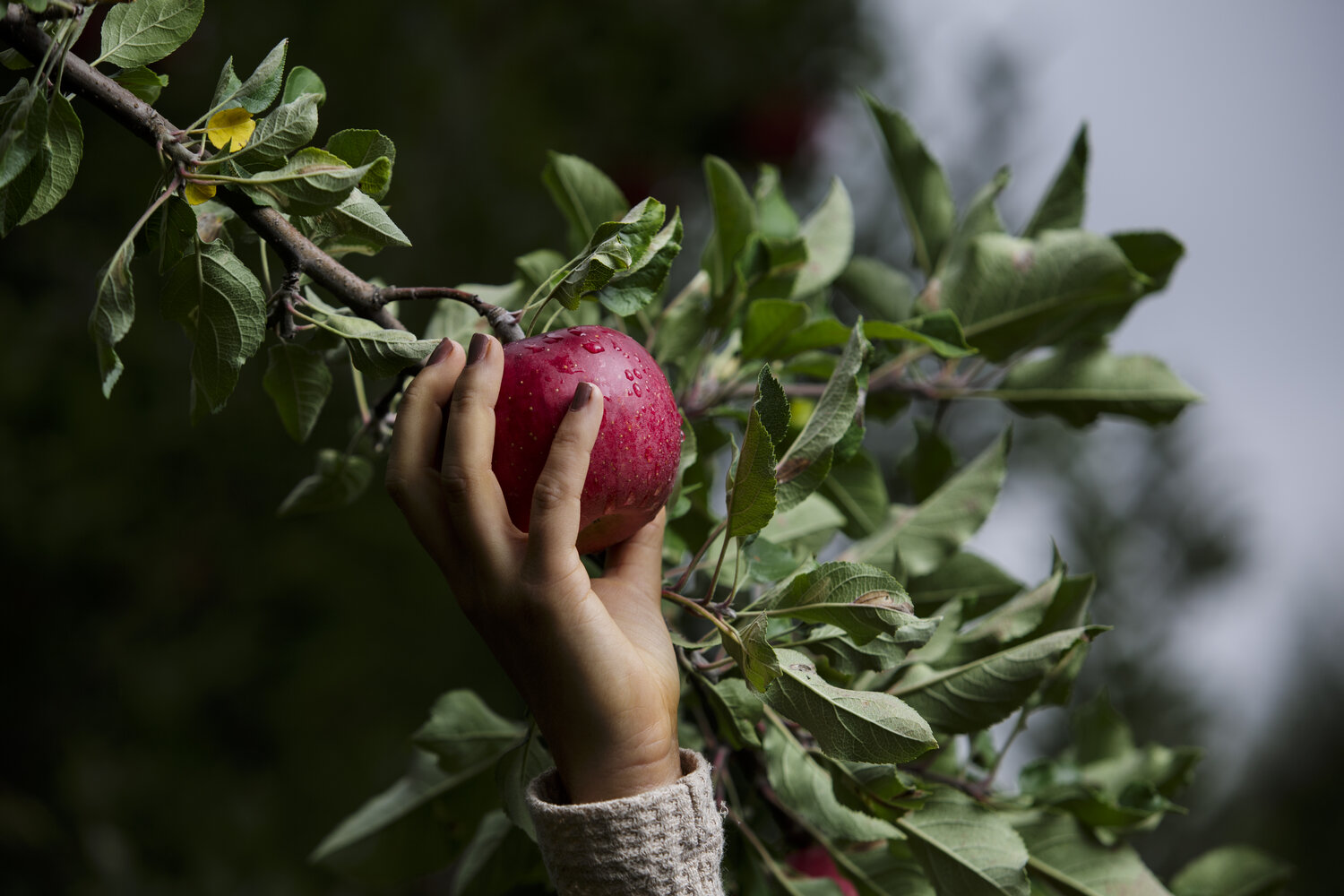 A person picking an apple from a tree.