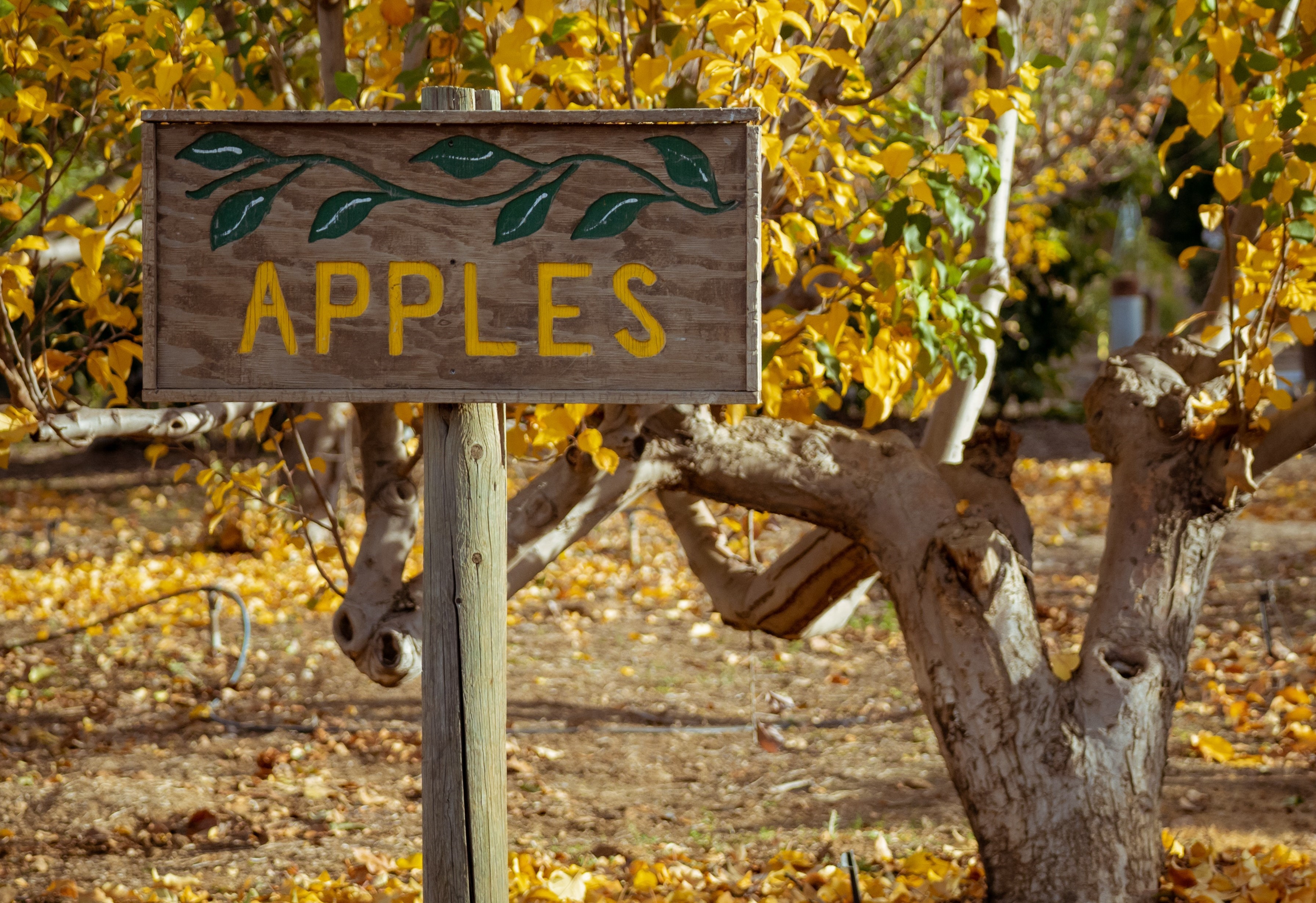 Cider Hill Apple Orchard Sign